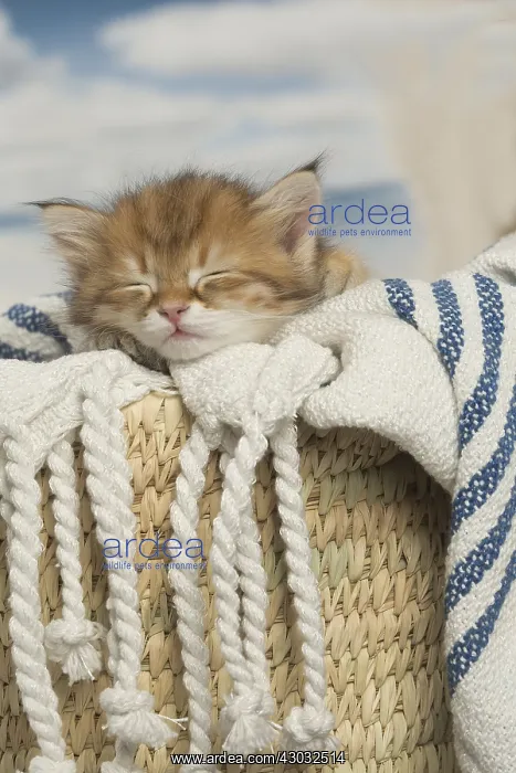  : Siberian kittens sleeping