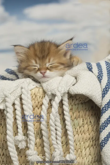  : Siberian kittens sleeping