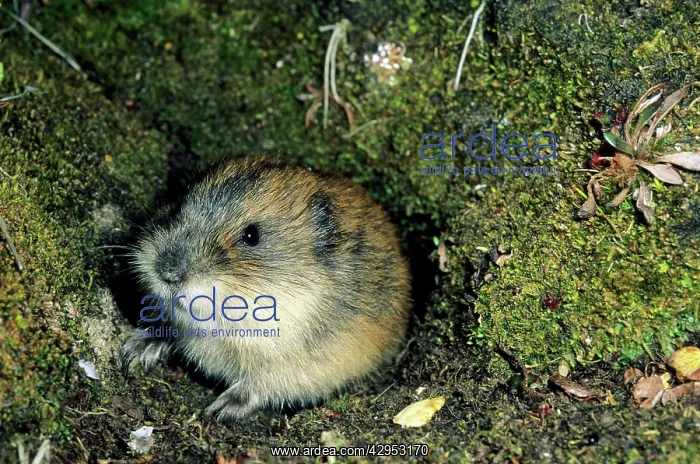 : Siberian Lemming - adult by its burrow in tundra : Siberian Lemming - adult by its burrow in tundra