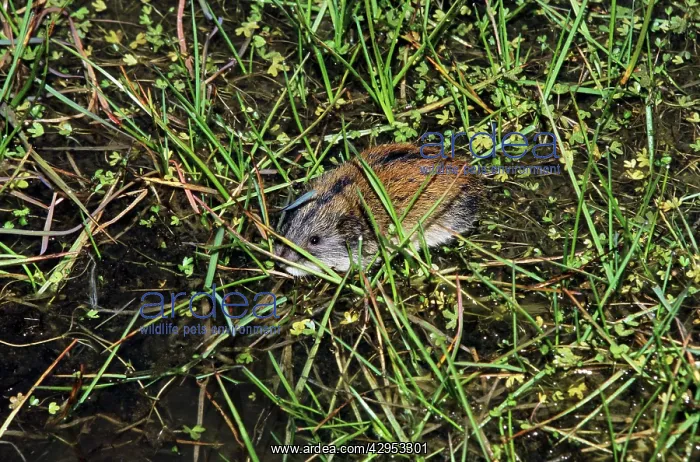 : Siberian Lemming - adult crosses a puddle (Lemmings : Siberian Lemming - adult crosses a puddle (Lemmings