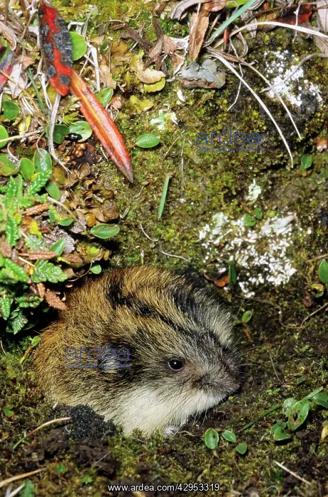 : Siberian Lemming - adult at the entrance of its burrow : Siberian Lemming - adult at the entrance of its burrow