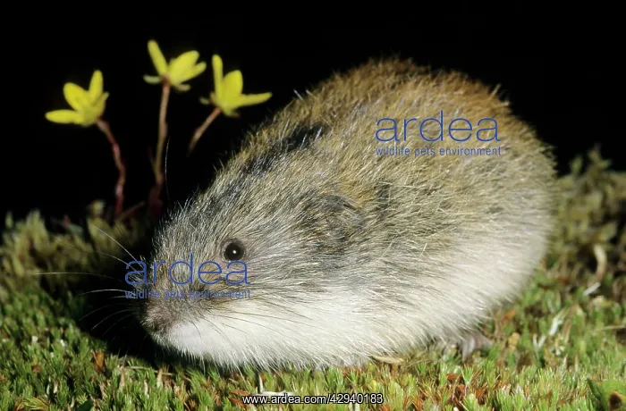 : Siberian Lemming - adult after feeding at dusk : Siberian Lemming - adult after feeding at dusk