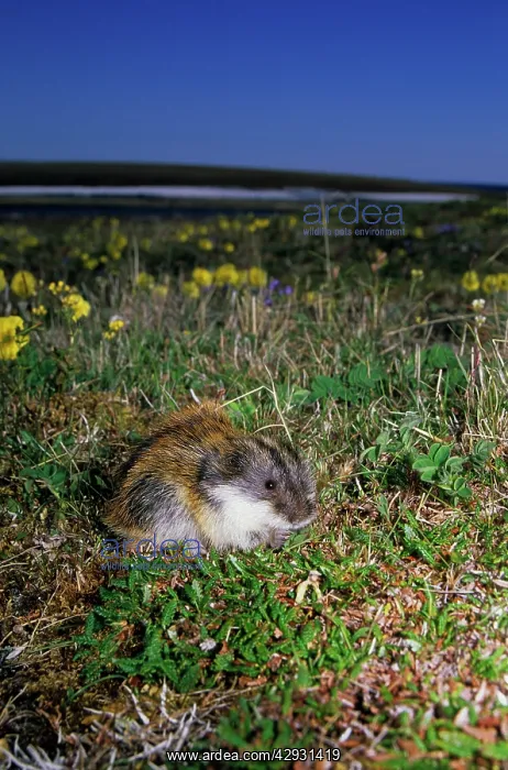 : Siberian Lemming - adult feeds on grasses in tundra : Siberian Lemming - adult feeds on grasses in tundra
