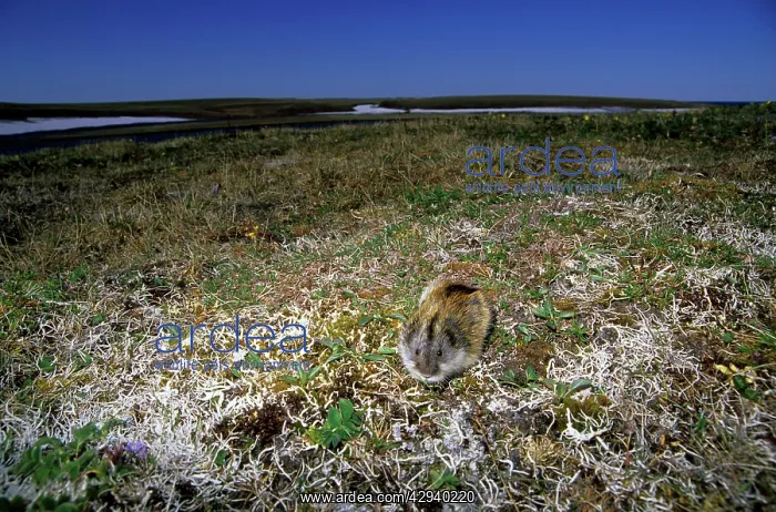 : Siberian Lemming - adult feeds on vegetation at : Siberian Lemming - adult feeds on vegetation at