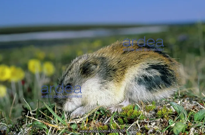 : Siberian Lemming - adult on its guard while feeding : Siberian Lemming - adult on its guard while feeding