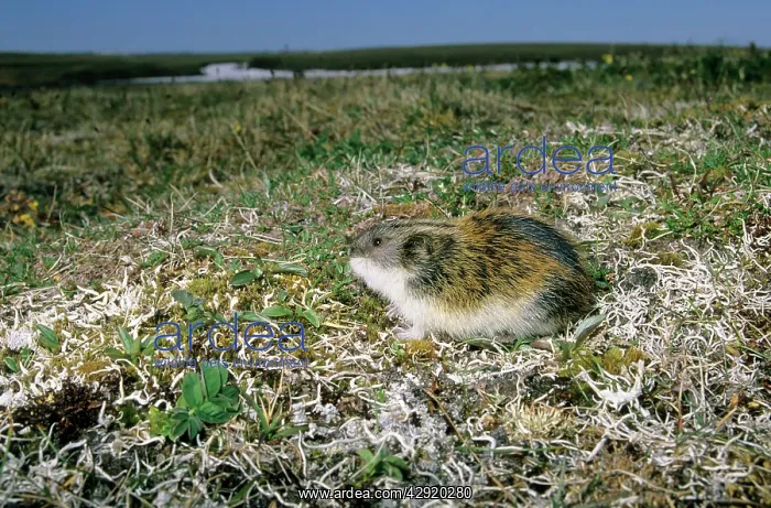 : Siberian Lemming - adult on its guard while feeding : Siberian Lemming - adult on its guard while feeding