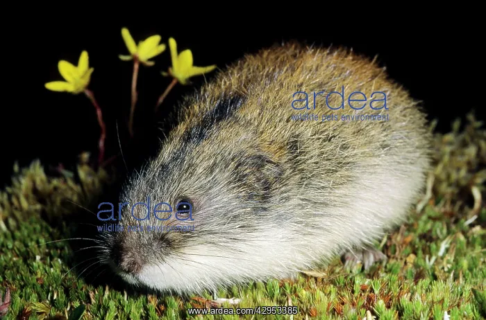: Siberian Lemming - adult keeps motionless in an : Siberian Lemming - adult keeps motionless in an