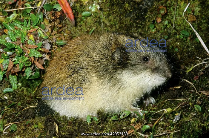 : Siberian Lemming - adult near its burrow in tundra : Siberian Lemming - adult near its burrow in tundra