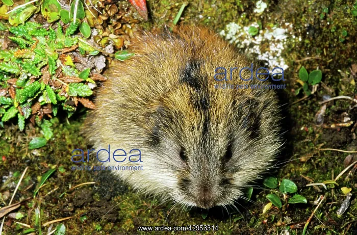 : Siberian Lemming - adult near its burrow in tundra : Siberian Lemming - adult near its burrow in tundra