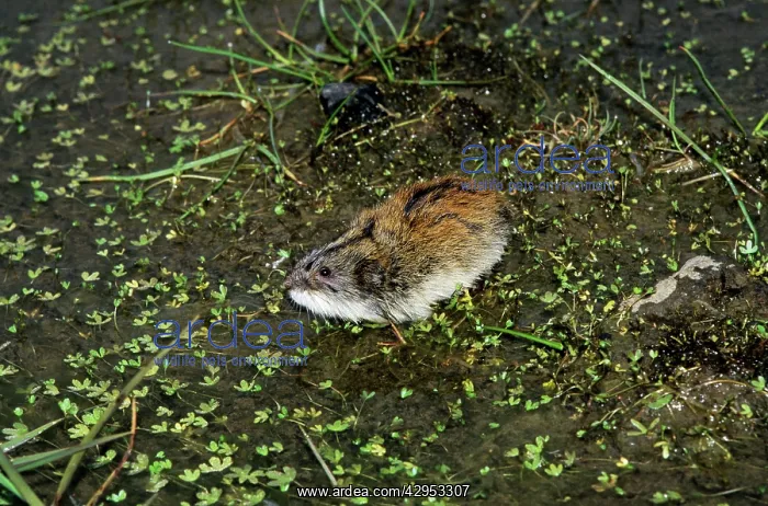 : Siberian Lemming - adult sniffs air prior to crossing : Siberian Lemming - adult sniffs air prior to crossing