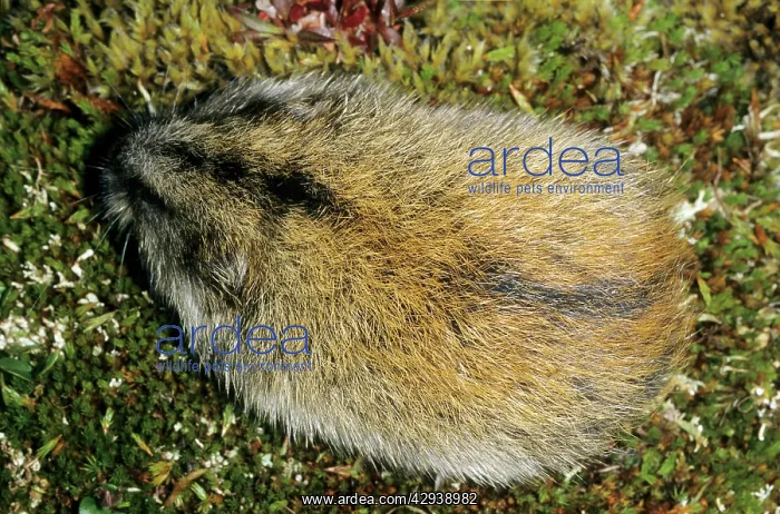 : Siberian Lemming - adult from above - A typical : Siberian Lemming - adult from above - A typical