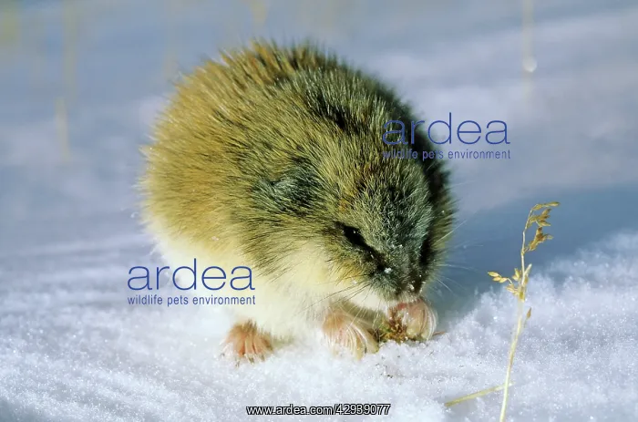 : Siberian Lemming - adult in winter; feeds on dwarf : Siberian Lemming - adult in winter; feeds on dwarf