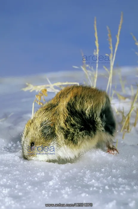 : Siberian lemming - adult in winter, on snow in : Siberian lemming - adult in winter, on snow in