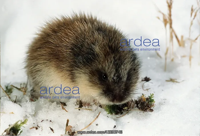 : SIBERIAN LEMMING - close-up, feeding in snow : SIBERIAN LEMMING - close-up, feeding in snow