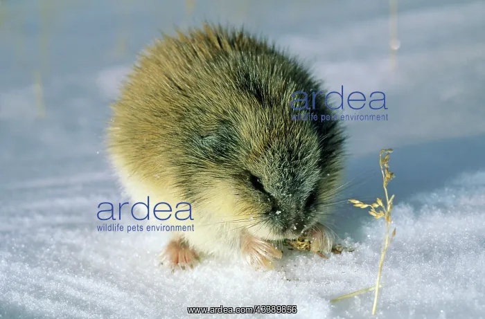 : SIBERIAN LEMMING - Feeding on dry grass : SIBERIAN LEMMING - Feeding on dry grass