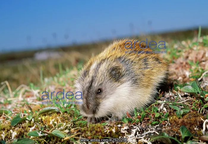 : SIBERIAN LEMMING - feeding on grass : SIBERIAN LEMMING - feeding on grass