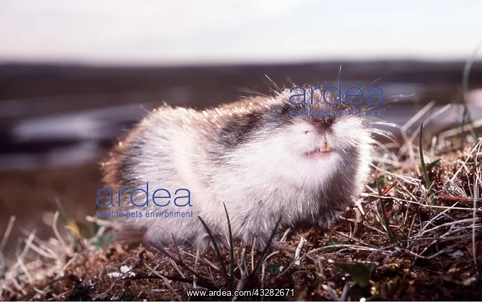 : SIBERIAN LEMMING - feeding on grass : SIBERIAN LEMMING - feeding on grass
