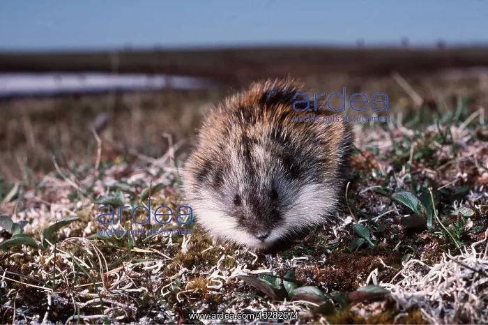 : Siberian Lemming - feeding on grass : Siberian Lemming - feeding on grass