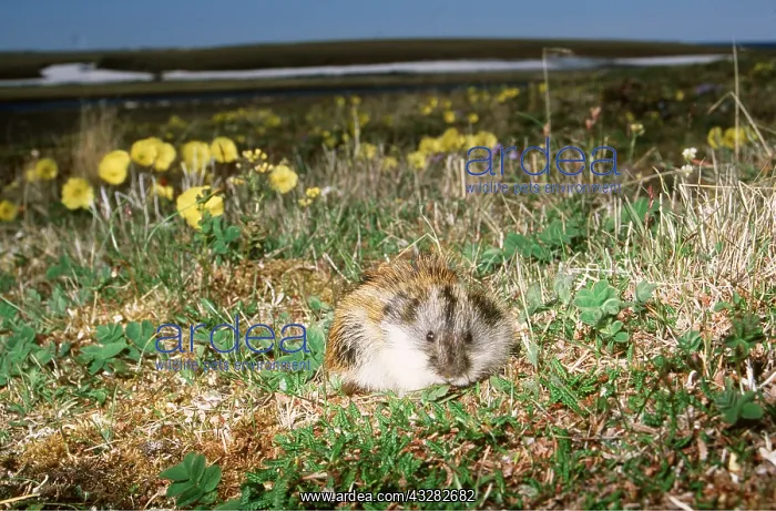 : SIBERIAN LEMMING - feeding on grass : SIBERIAN LEMMING - feeding on grass