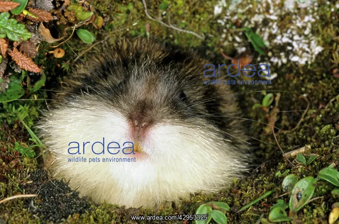 : Siberian Lemming muzzle adult at the entrance : Siberian Lemming muzzle adult at the entrance