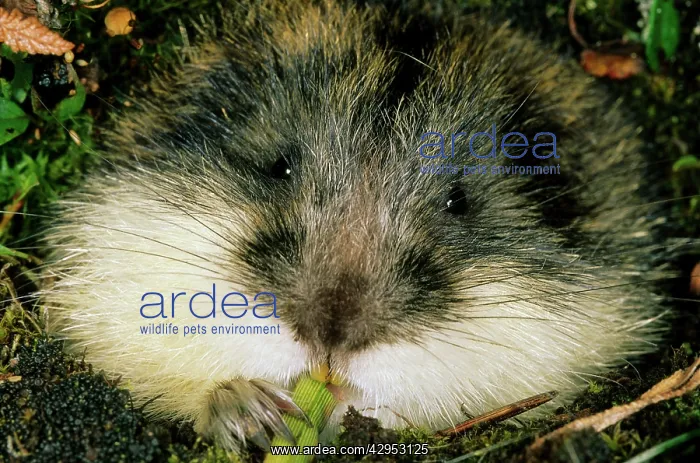 : Siberian Lemming - muzzle adult nibbles grass : Siberian Lemming - muzzle adult nibbles grass