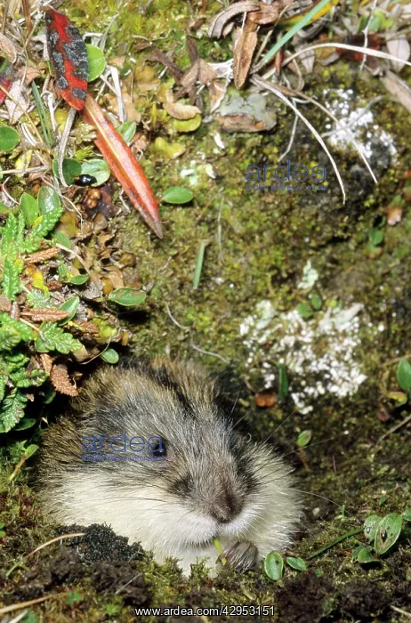 : Siberian Lemming muzzle adult nibbles grass by : Siberian Lemming muzzle adult nibbles grass by