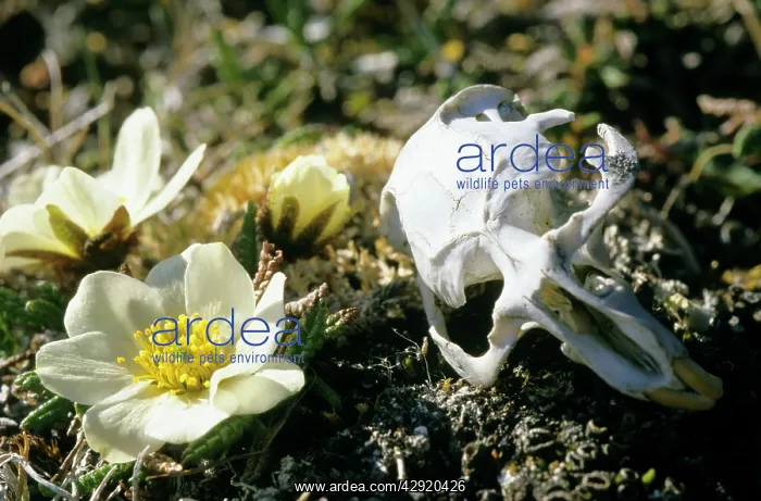 : Siberian Lemming - skull in tundra (typical scene : Siberian Lemming - skull in tundra (typical scene
