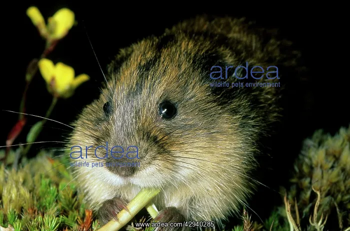 : Siberian Lemming - Young nibbles grass at dusk : Siberian Lemming - Young nibbles grass at dusk