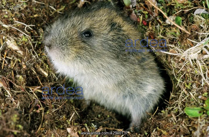 : Siberian Lemming - young pops out at the entrance : Siberian Lemming - young pops out at the entrance