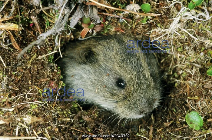 : Siberian Lemming - young pops out at the entrance : Siberian Lemming - young pops out at the entrance