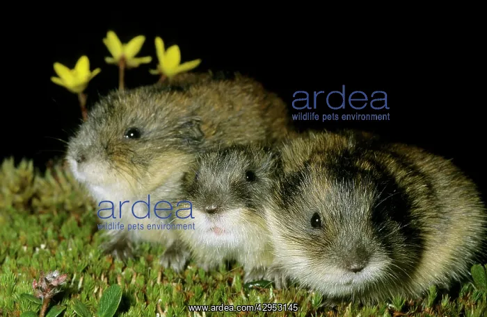 : Siberian Lemmings - Three young huddle together : Siberian Lemmings - Three young huddle together