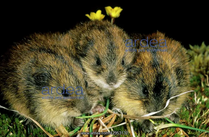 : Siberian Lemmings - Three young nibble grass and : Siberian Lemmings - Three young nibble grass and