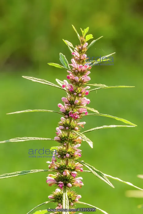 : Siberian motherwort (Leonurus sibiricus) : Siberian motherwort (Leonurus sibiricus)