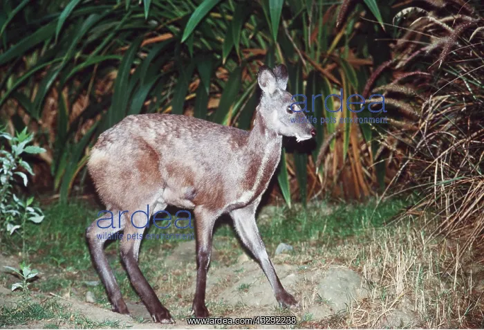 : Siberian Musk DEER - male : Siberian Musk DEER - male