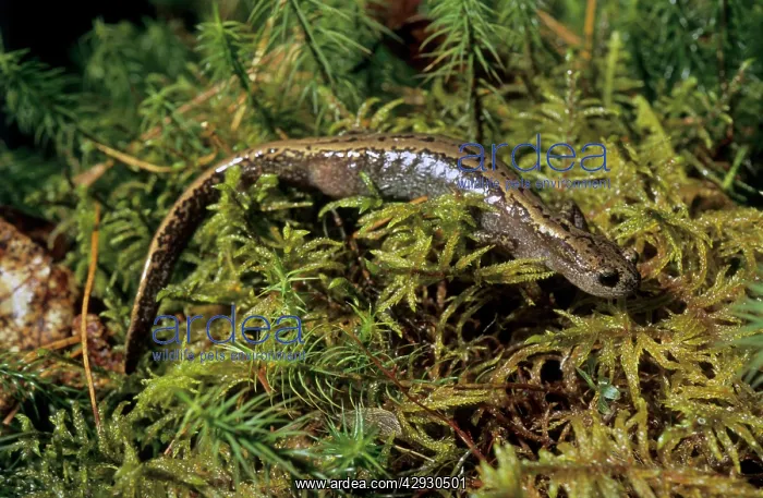 : Siberian Salamander - adult; rare but typical in : Siberian Salamander - adult; rare but typical in
