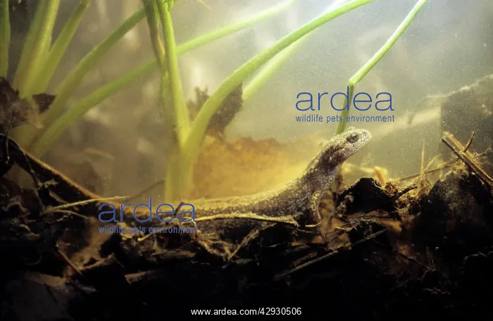 : Siberian Salamander - Adult; rare but typical in : Siberian Salamander - Adult; rare but typical in