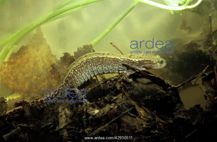 : Siberian Salamander - adult; rare but typical in : Siberian Salamander - adult; rare but typical in