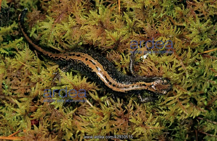 : Siberian Salamander - Adult; rare but typical in : Siberian Salamander - Adult; rare but typical in