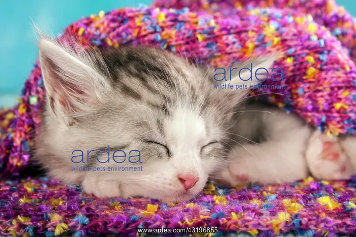 : Siberian or Siberian Forest Cat, kitten : Siberian or Siberian Forest Cat, kitten