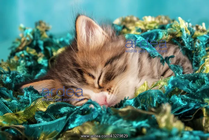 : Siberian or Siberian Forest Cat, kitten : Siberian or Siberian Forest Cat, kitten