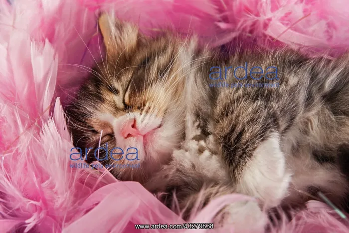 : Siberian or Siberian Forest Cat, kitten : Siberian or Siberian Forest Cat, kitten