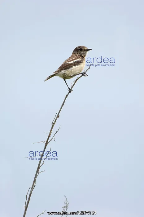 : Siberian Stonechat / Asian Stonechat - adult female : Siberian Stonechat / Asian Stonechat - adult female