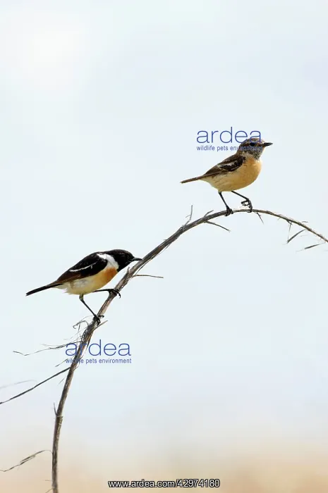 : Siberian Stonechat / Asian Stonechat - adult pair : Siberian Stonechat / Asian Stonechat - adult pair