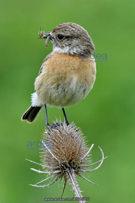  : Siberian Stonechat (Saxicola torquata) female on