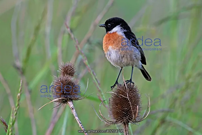 : Siberian Stonechat (Saxicola torquata) male on a : Siberian Stonechat (Saxicola torquata) male on a