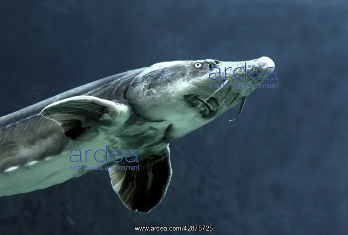  : Siberian Sturgeon - underwater
