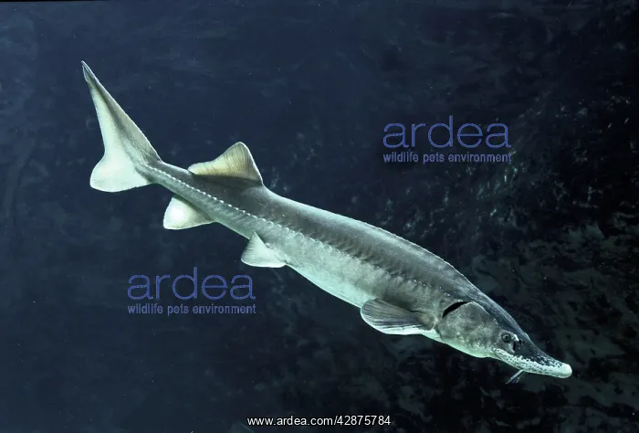 : Siberian Sturgeon - underwater : Siberian Sturgeon - underwater