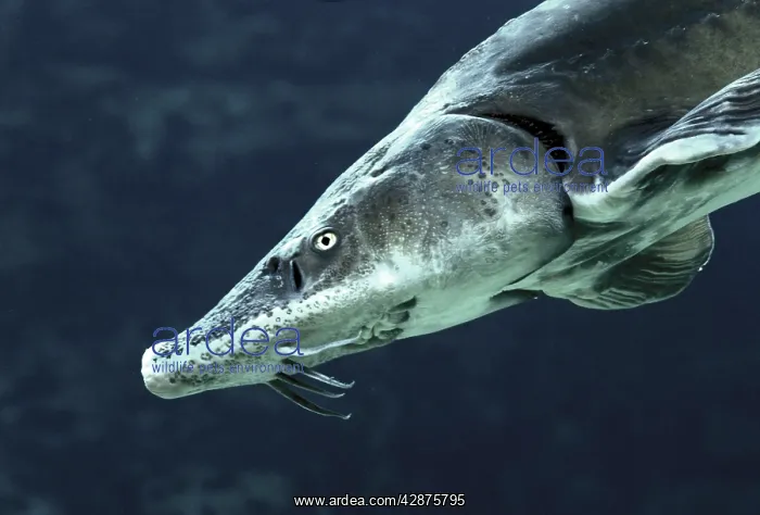 : Siberian Sturgeon - underwater : Siberian Sturgeon - underwater