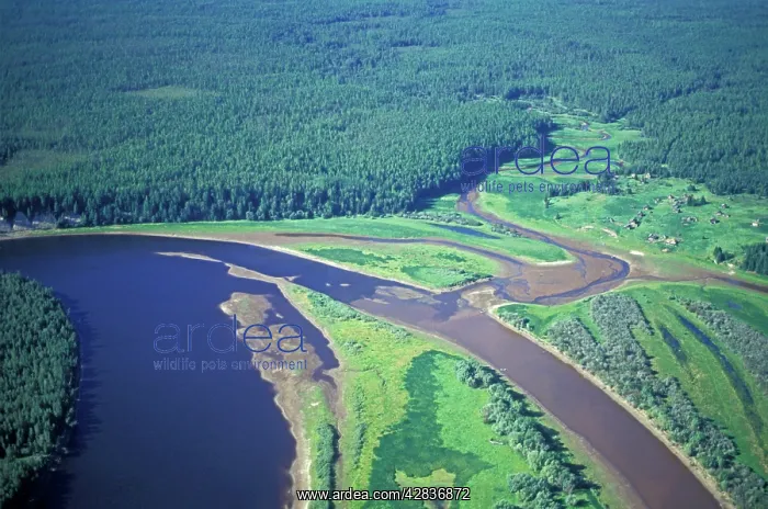 : Siberian Taiga : Siberian Taiga