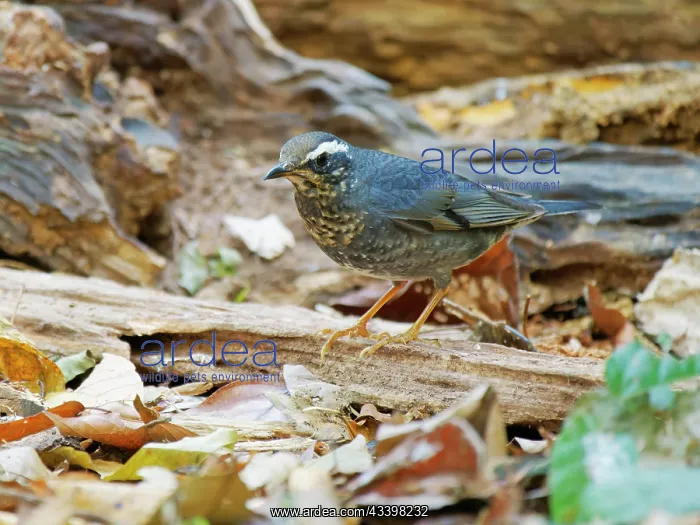 : Siberian Thrush Geokichla sibirica Da Lat, Vietnam : Siberian Thrush Geokichla sibirica Da Lat, Vietnam